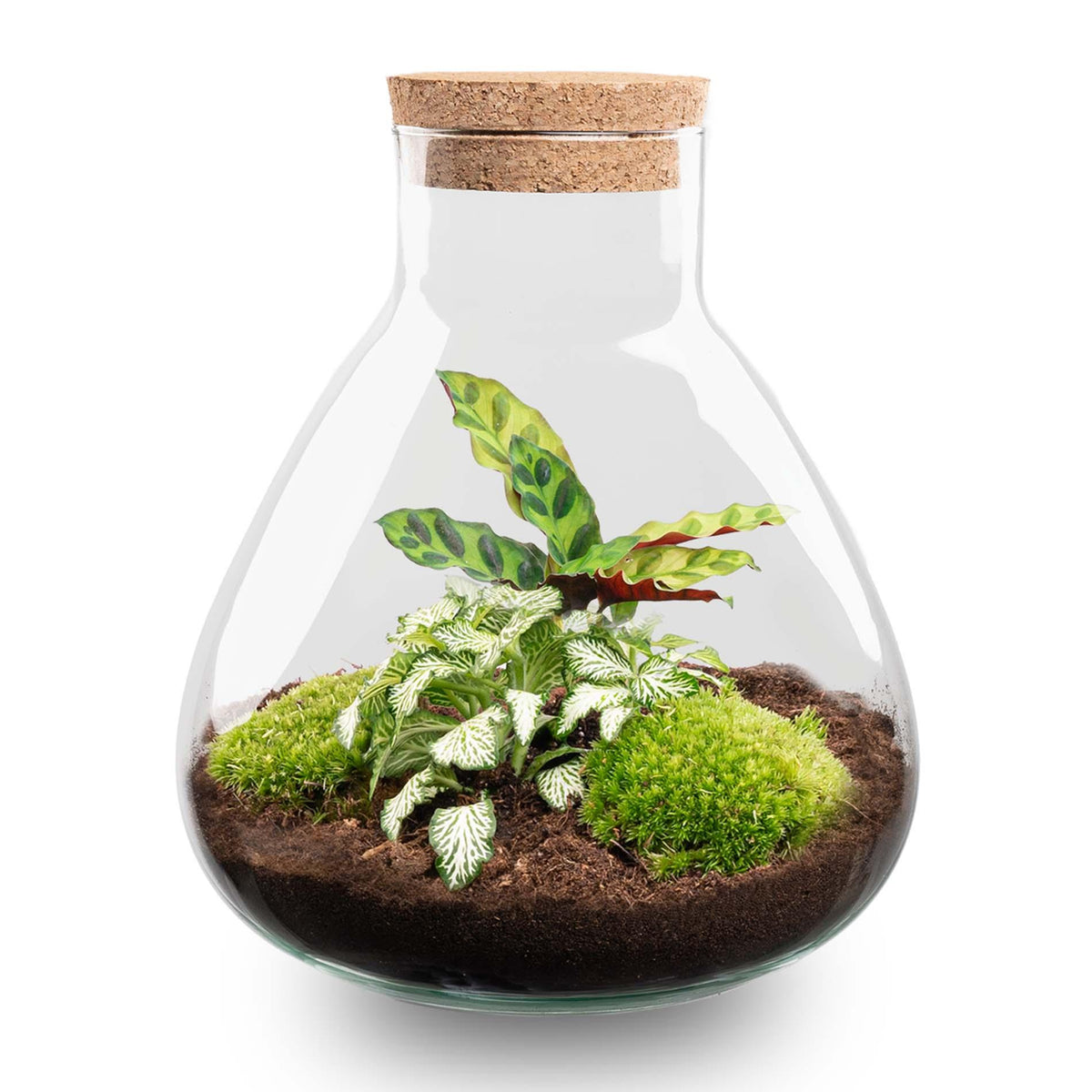 DIY terrarium - Sammie Calathea - Zonder gereedschap, kenmerkend blad