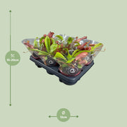 Nepenthes Alata