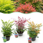 Nandina Tricolour, plant in pot