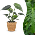 Monstera Deliciosa - Gatenplant met mand, plant in pot