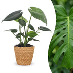Monstera Deliciosa - Gatenplant met mand, plant in pot