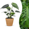 Monstera Deliciosa - Gatenplant met mand