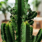 Euphorbia eritrea, 60 cm hoog, geschikte tuinplant