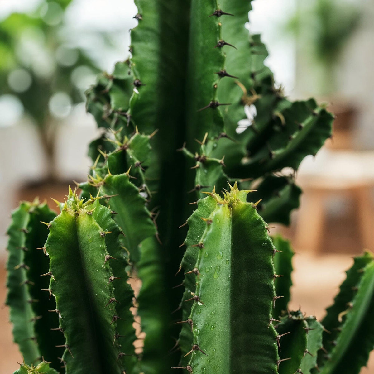 Euphorbia eritrea, 60 cm hoog, geschikte tuinplant