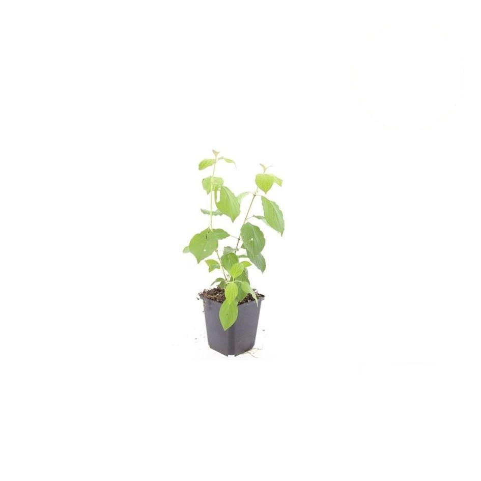 Cornus sang. 'Midwinter Fire', 15 cm hoog, gezonde plant