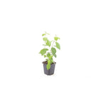 Cornus sang. 'Midwinter Fire', 15 cm hoog, gezonde plant