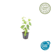 24x Cornus sang. &