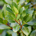 Laurus nobilis, groeiwijze van de plant