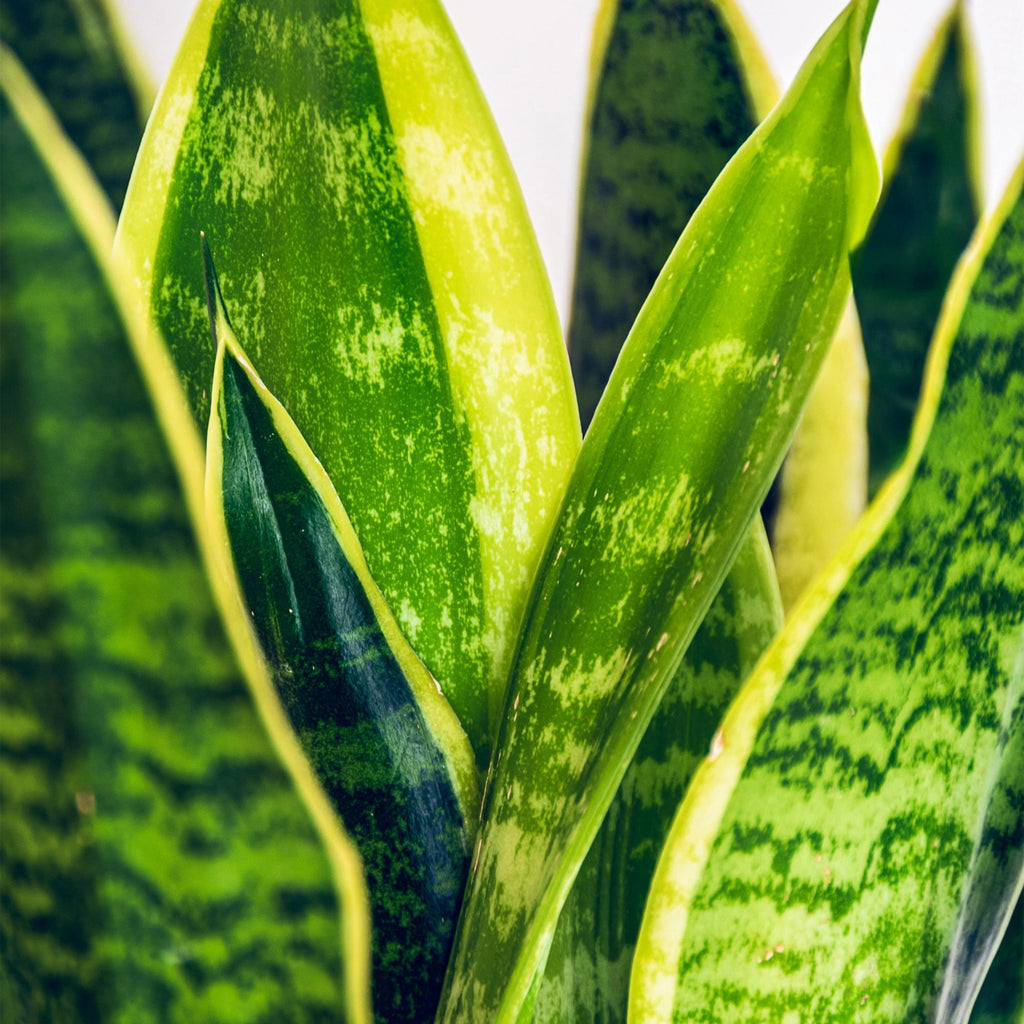 Sansevieria Laurentii met mand, groeiwijze van de plant