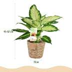 Diefenbachia Camilla met mand, plant in pot