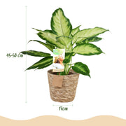 Diefenbachia Camilla