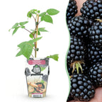 Braam Rubus fruticosus Black Satin, geschikte tuinplant