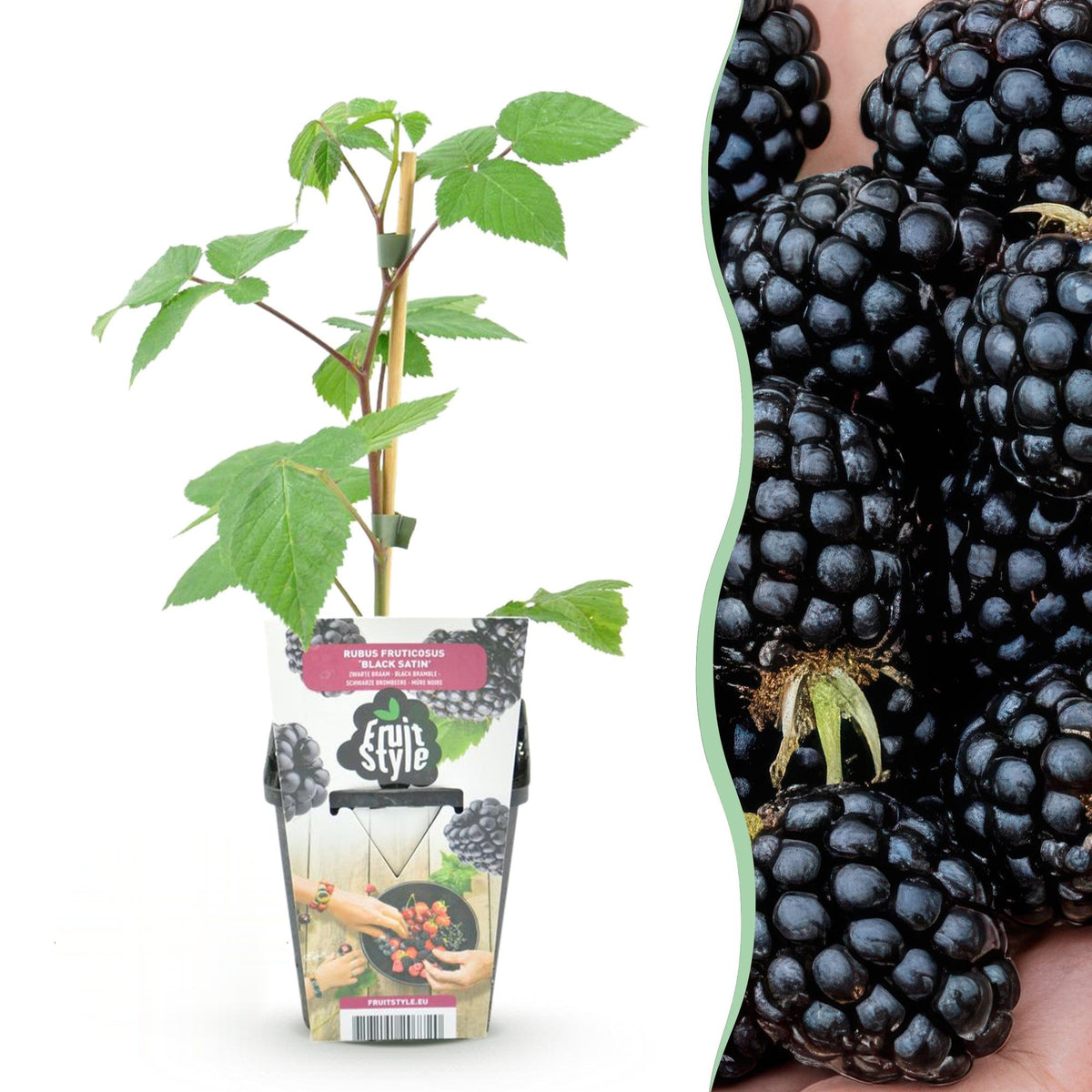 Braam Rubus fruticosus Black Satin, geschikte tuinplant