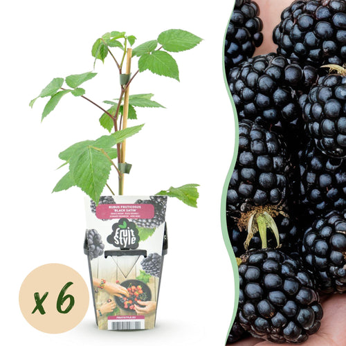 Braam Rubus fruticosus Black Satin, geschikte tuinplant