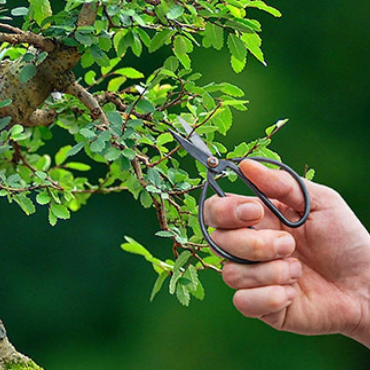 Productfoto van Bonsai shears L