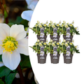 6x Helleborus niger 'Christmas Carol', plant in pot