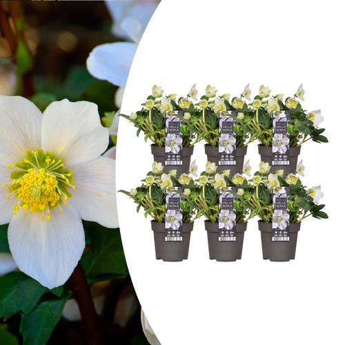 6x Helleborus niger 'Christmas Carol', plant in pot