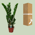 Detailfoto van ZZ-plant Zamioculcas zamiifolia, glanzend blad, 50 cm hoog
