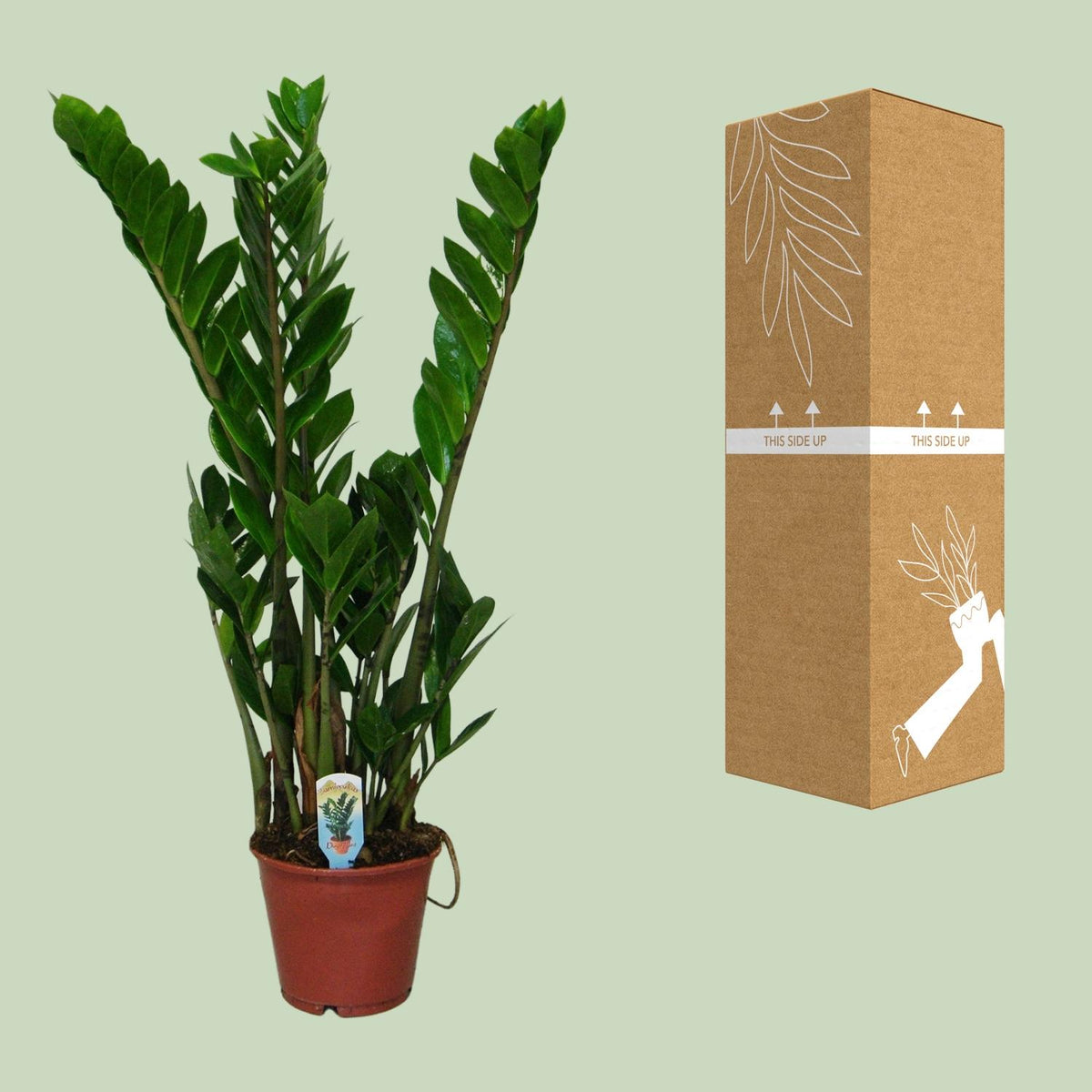 Detailfoto van ZZ-plant Zamioculcas zamiifolia, glanzend blad, 50 cm hoog