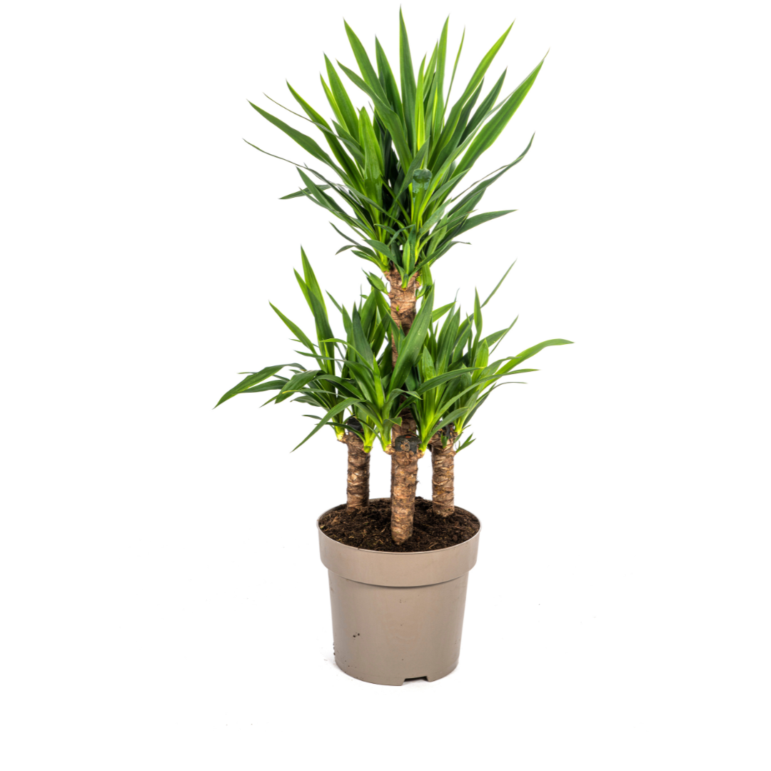 Yucca Elephantipes, detail van het blad