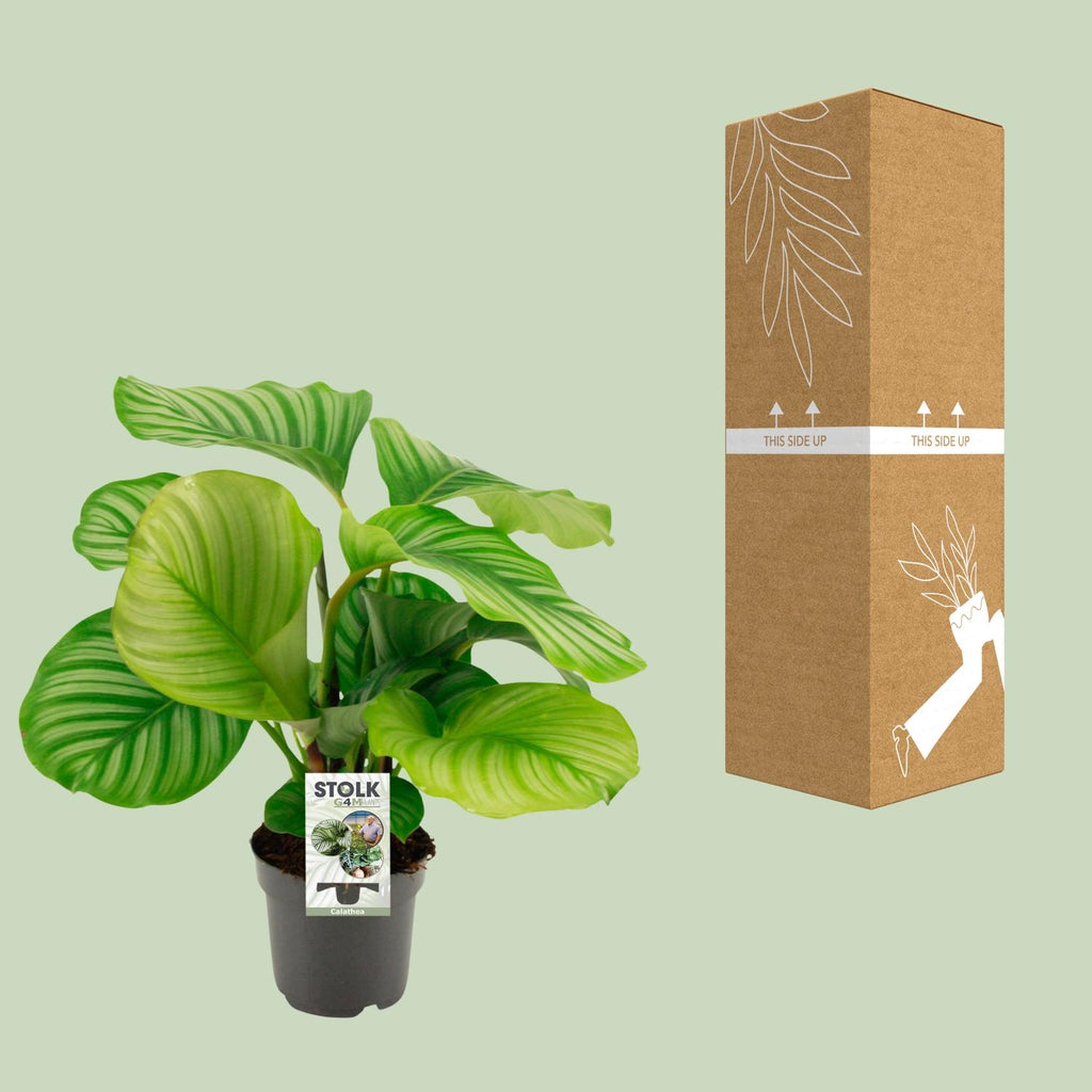 Calathea Orbifolia, compacte plant