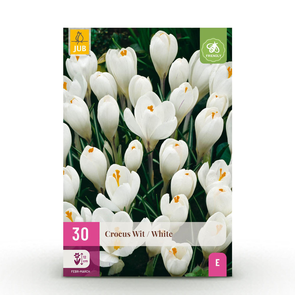 Crocus White, detail van het blad