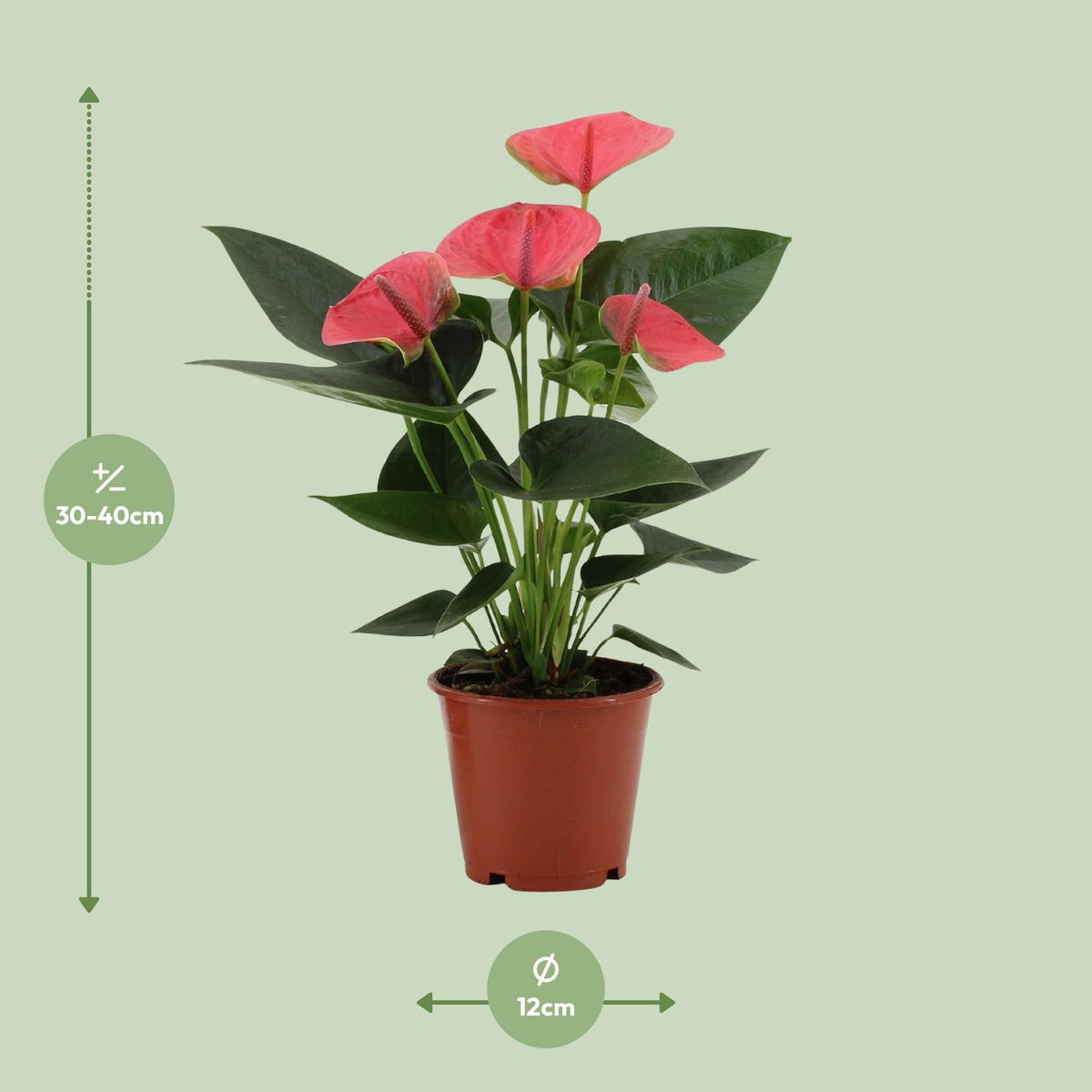 Anthurium Sweet Dream In Transparant Sleeve, kenmerkend blad