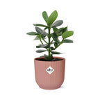 Detailfoto van Clusia Princess in ELHO Vibes Fold 14cm roze
