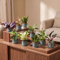 9x Baby Plants Surprise Box - Verrassingsbox kleine planten - Diversen - Tropisch - incl. Linnea Misty Blue - Ø6cm - ↕5-15cm, kenmerkend blad