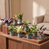 Baby plants surprise box met Linnea Misty Blue pot