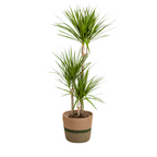 Dracaena Marginata Green met mand, plant in pot