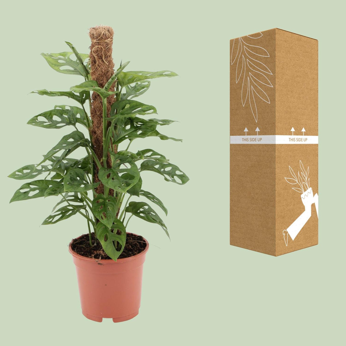 Detailfoto van Monstera monkey