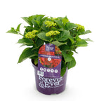 Hortensia Hydrangea Forever & Ever rood, detail van het blad