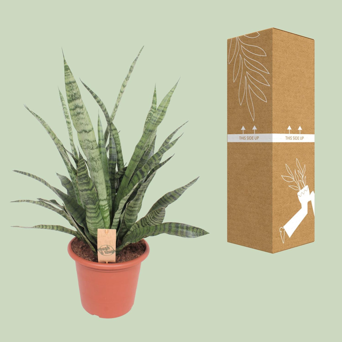 Sansevieria Diamond Green, kenmerkend blad