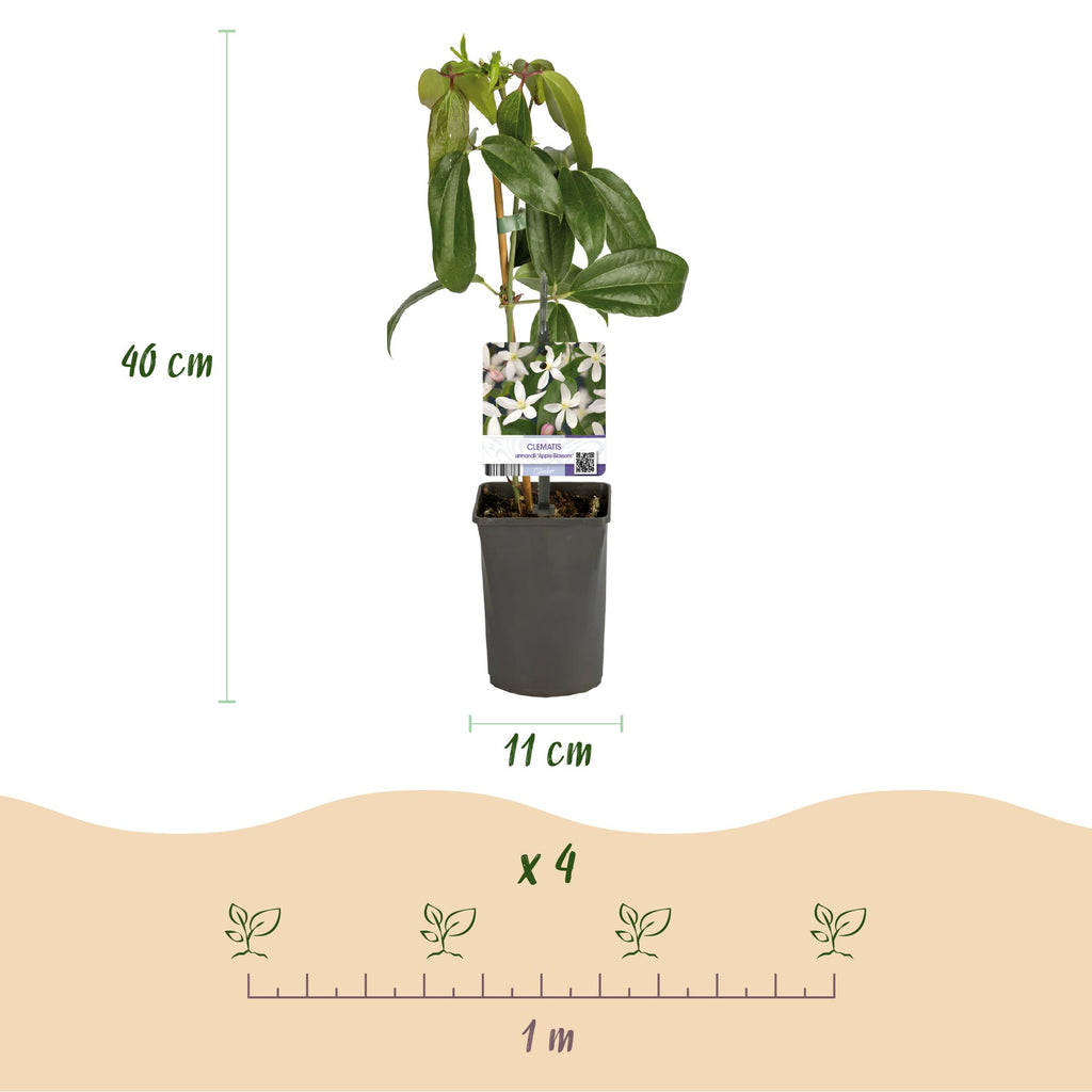 Productafbeelding van Pureplant