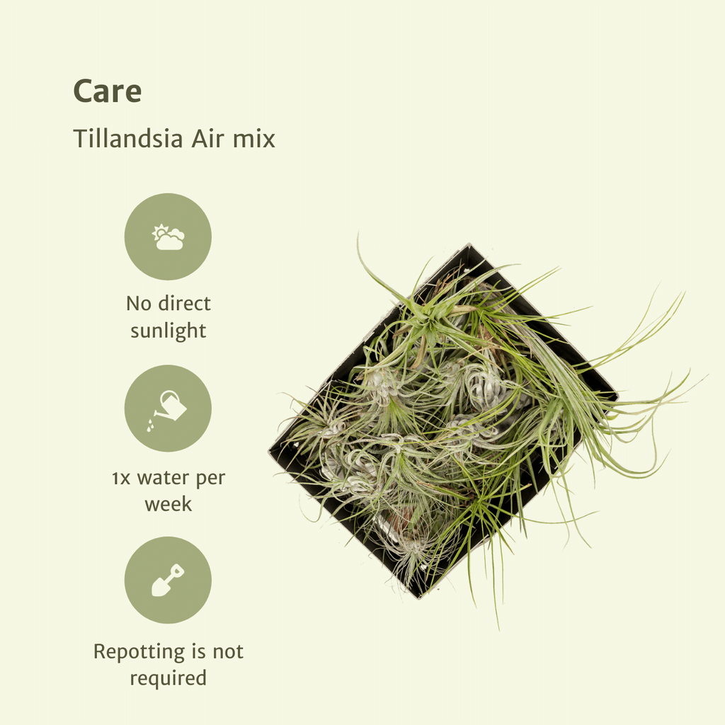 Detailfoto van Tillandsia Air mix - 10 stuks