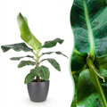 Musa acuminata Dwarf Cavendisch, detail van het blad