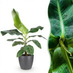 Musa acuminata Dwarf Cavendisch, detail van het blad
