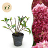3x Hydrangea panniculata Living Little Rosy