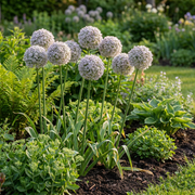 Sierui Allium &