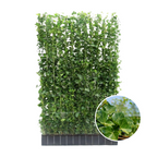 Klimophaag Hedera hibernica kant-en-klaar, B120 x H150 cm, gezonde plant