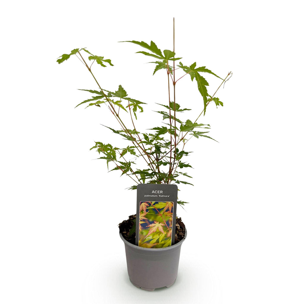 Acer palmatum Sangokaku, 35 cm hoog, gezonde plant
