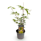 Acer palmatum Sangokaku, 35 cm hoog, gezonde plant