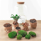 Detailfoto van DIY terrarium - Sven Bonsai - Met complete gereedschapsset