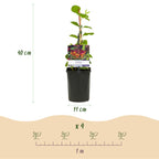 Klimplanten Clematis, Hedera, Lonicera en Campsis, 4 stuks, compacte plant