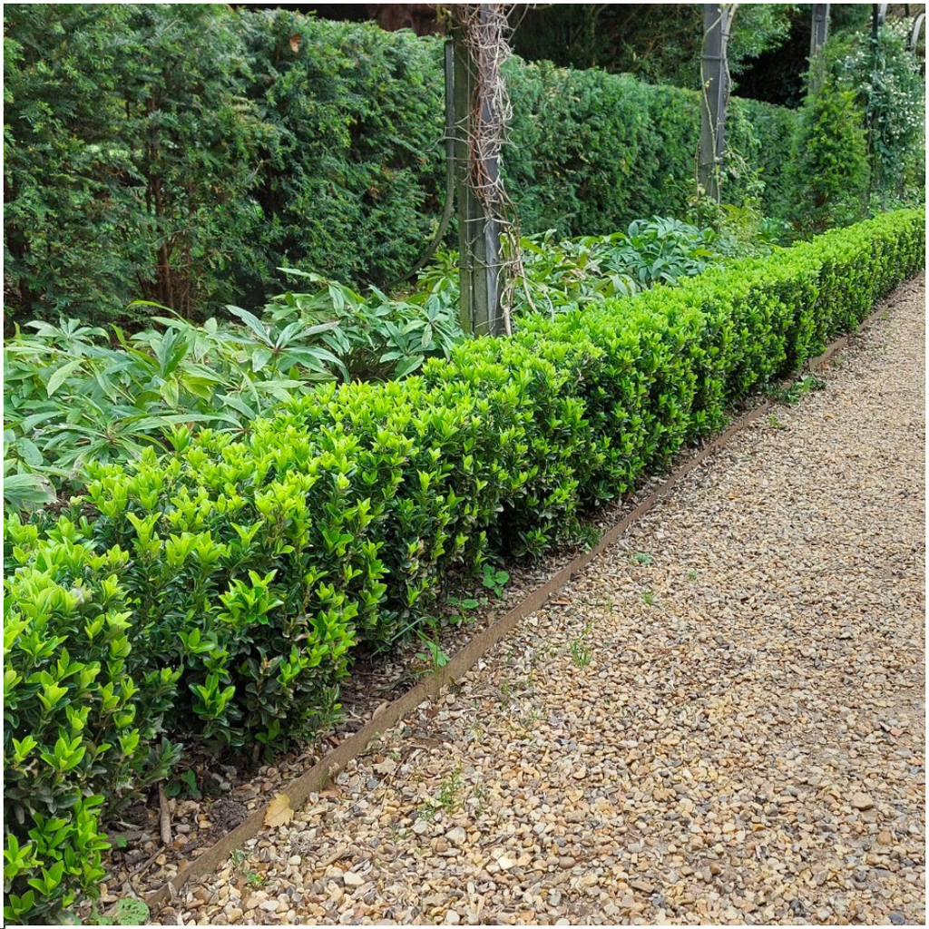 Kardinaalsmuts Euonymus 'Green Spire', 15 cm hoog, plant in pot