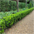 Kardinaalsmuts Euonymus 'Green Spire', 15 cm hoog, plant in pot