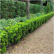 Kardinaalsmuts Euonymus &