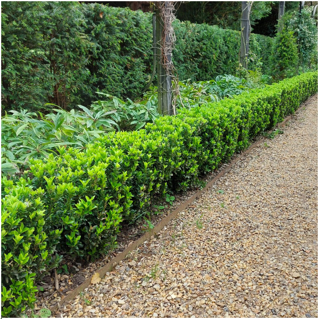 Kardinaalsmuts Euonymus 'Green Spire', 15 cm hoog, plant in pot