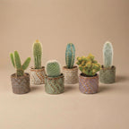 Cactus Set van 6 in Keramische Mini Potjes Madrid, groene bladeren
